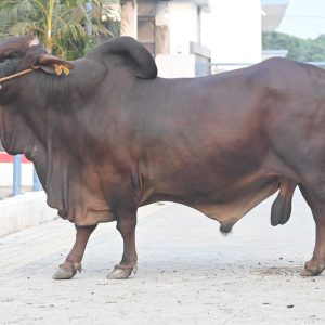 SH-099 GOVIND