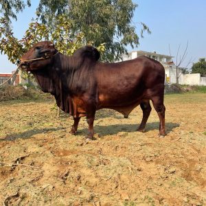 SH-099 GOVIND