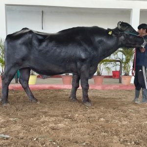 MR-052 BILLU