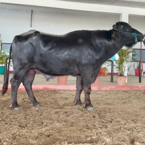 MR-021 SIKANDER