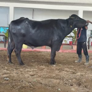 MR-059 VEERU