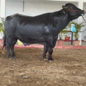 MR-070 CHETAK
