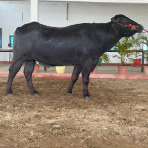MR-086 KARAN
