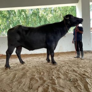 MR-055 TARA