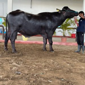 MR-053 CHAND