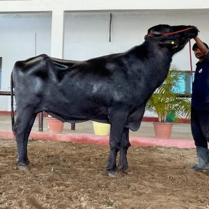 BHANU