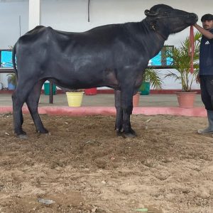 MR-087 KARTOOS
