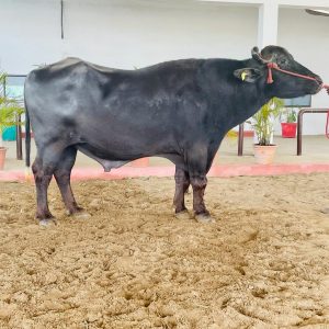MR-058 GHOLLA