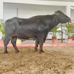 MR-025 BAHUBALI