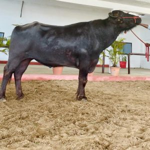 SANJU