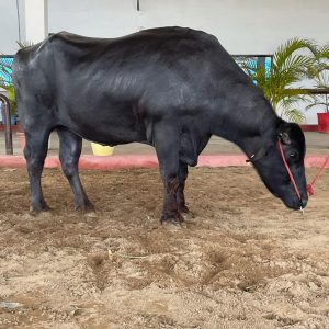 MR-022 BHALI