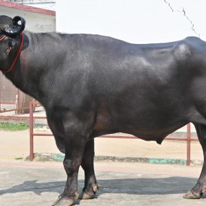MR-118 BHOLLA