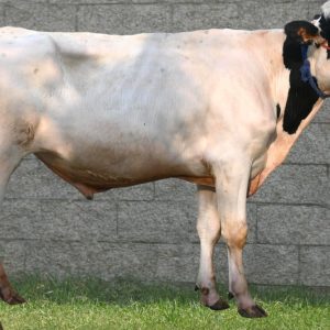 HF-146 CHARLI