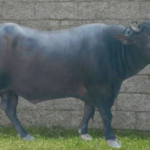 MR-137 SHAHENSHAH