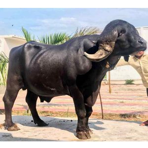 BAHUBALI 1