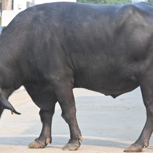 MR-059 VEERU