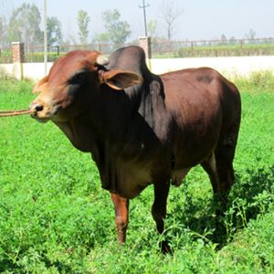 SAHIWAL