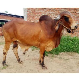 GR-077 TOOFAN