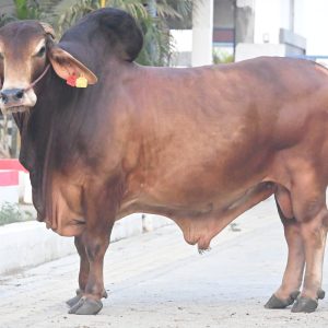 SH-098 LAKHAN