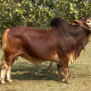 SH-098 LAKHAN