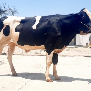 HF-091 MR. PUNJAB