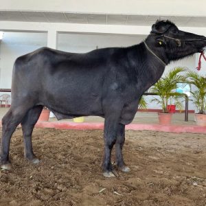 MR-109 BAJIRAO