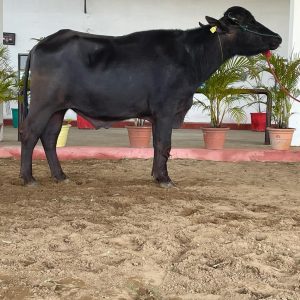 MR-112 MITHUN