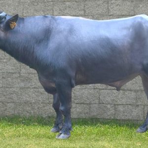 MR-113 SHAAN A HARYANA