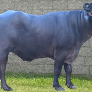 MR-110 JAIKANT