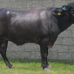 MR-132 SHAAN A MURRAH