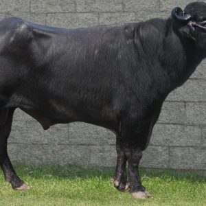MR-141 YUDHISTHIRA