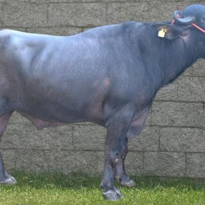 MR-106 SAMRAT