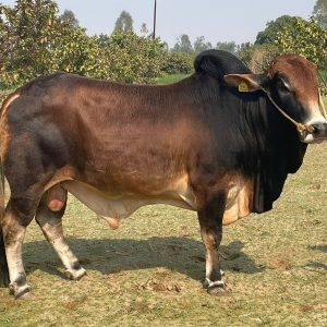 LAXMAN