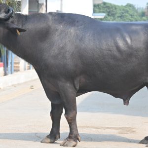 MR-106 SAMRAT