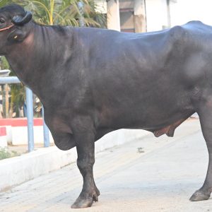 MR-107 SAKA