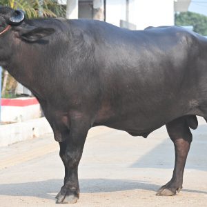 MR-108 RAO SAHAB