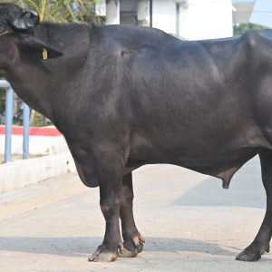 MR-109 BAJIRAO