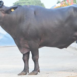 MR-110 JAIKANT