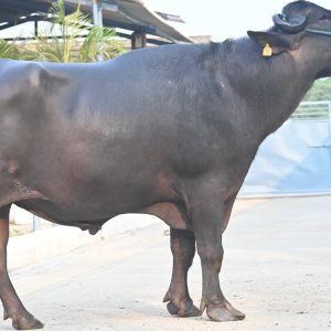 MR-112 MITHUN