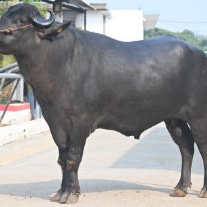 MR-119 MR. GOLAM