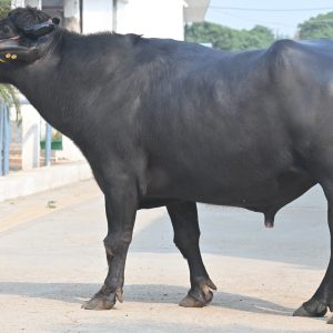 MR-113 SHAAN A HARYANA