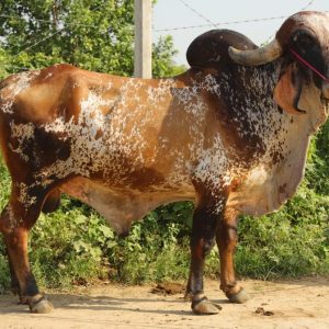 GR-136 GOPAL