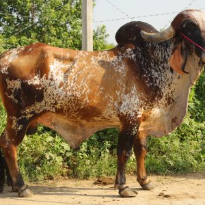 GR-136 GOPAL