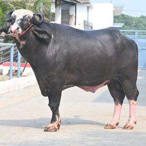 NR-981 MASTANA
