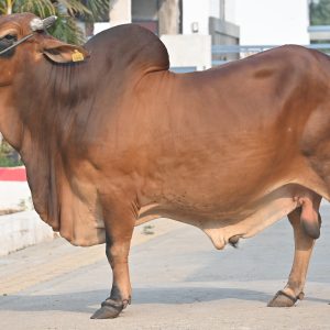 SH-134 YASWANT