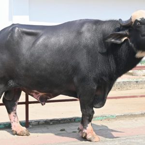 NR-150 LAADEN
