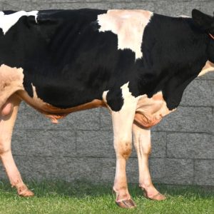 HF-144 ADAM