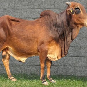 SH-134 YASWANT