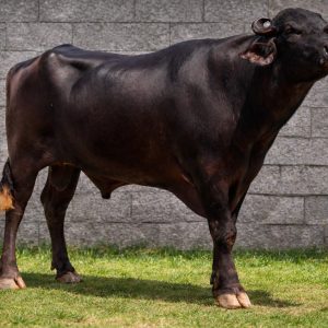 MR-138 GOLU