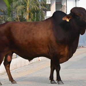 RS-133 SANKAR